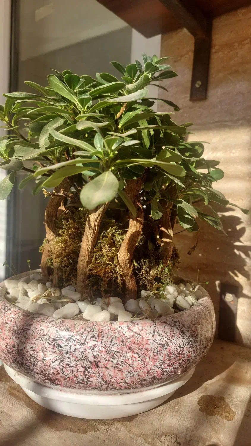 بونسای میخک هندی و افرا|گل و گیاه طبیعی|کرج, آق تپه|دیوار