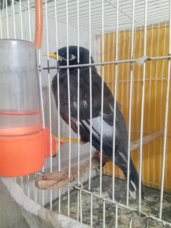 مینا|پرنده|مشهد, توس فردوسی|دیوار