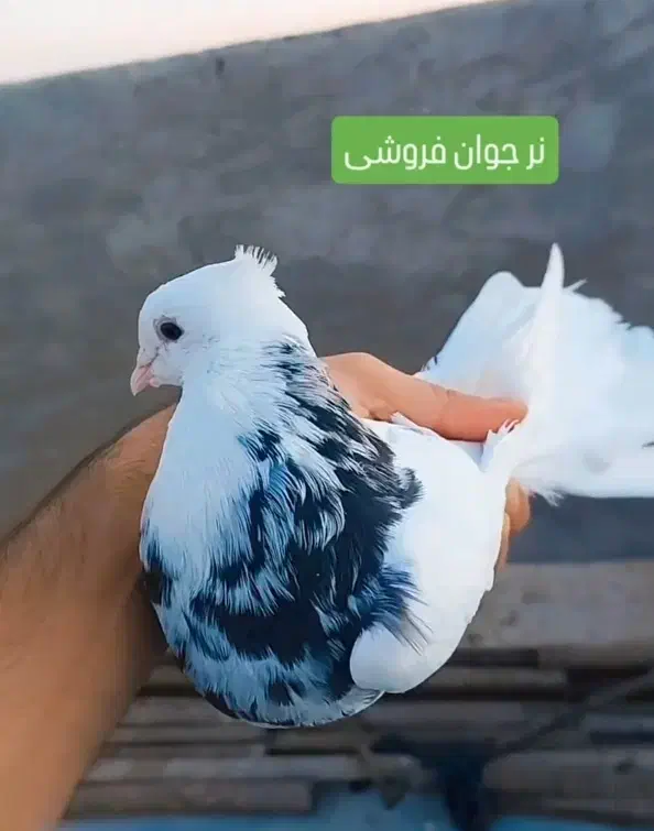 طوقی نر|پرنده|بندر ماهشهر, |دیوار