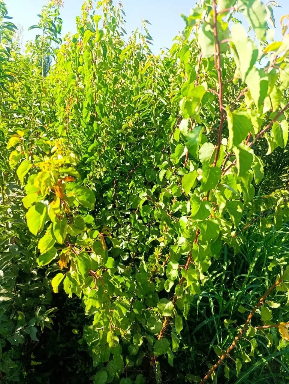 تـولید وعرضه تمامی نهــالهای با کیـفیت|خدمات باغبانی و درختکاری|بروجرد, |دیوار