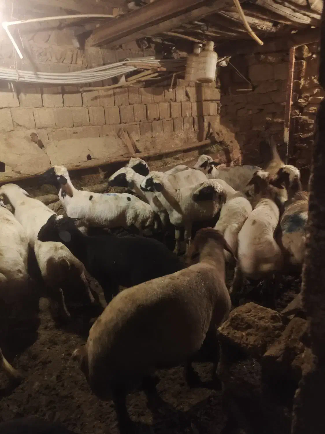 گوسفند بره نروماده|حیوانات مزرعه|سنندج, |دیوار