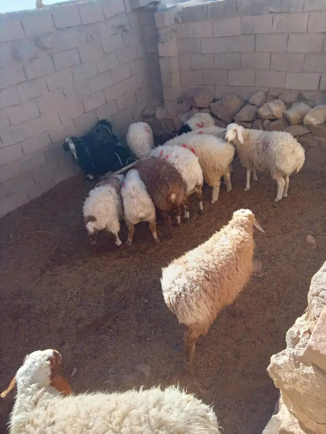 بره نر|حیوانات مزرعه|قهستان, |دیوار