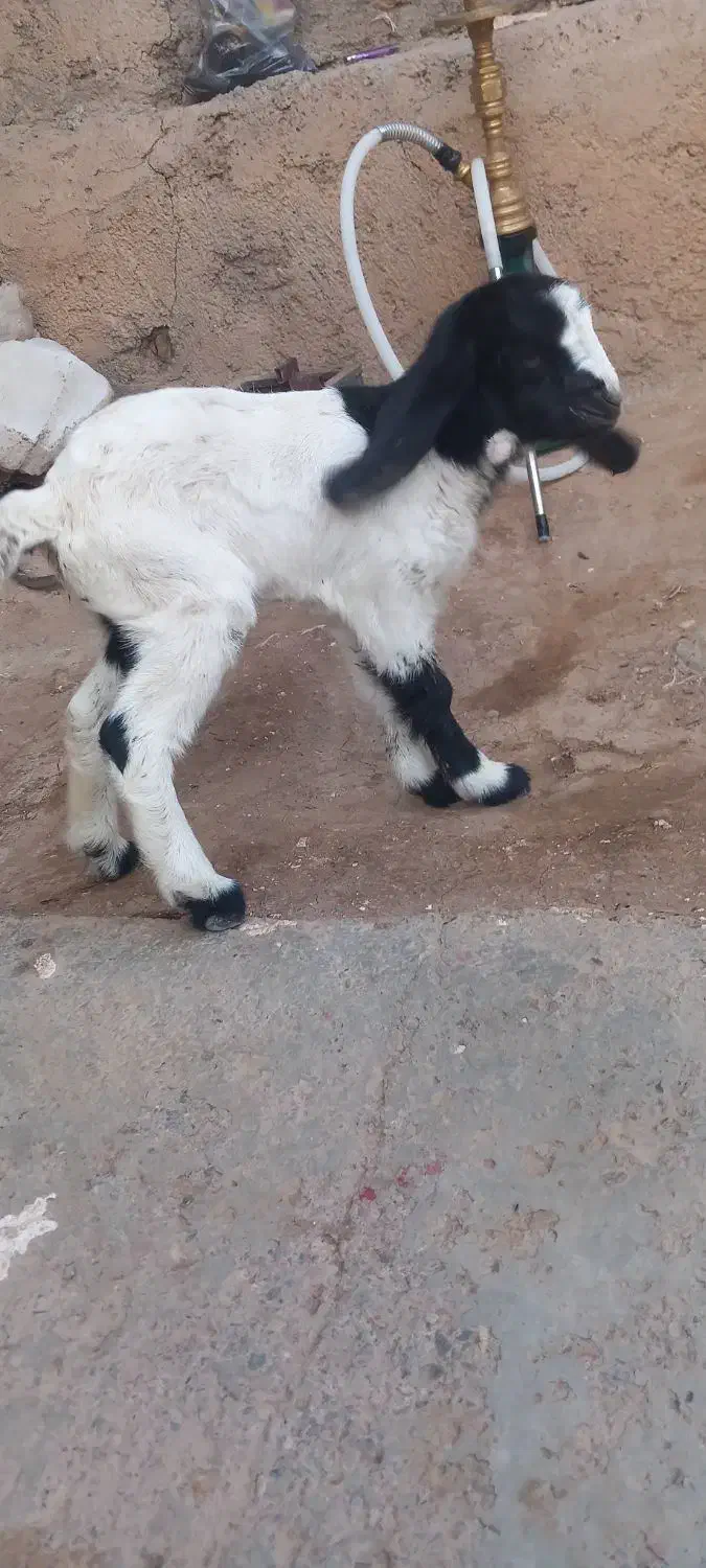 گوسفند|حیوانات مزرعه|نیشابور, حسین آباد جدید|دیوار