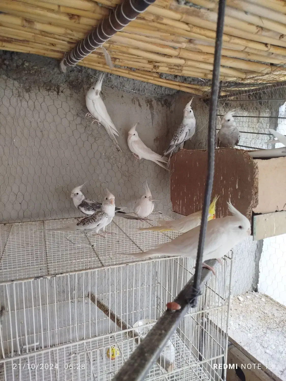 عروس هلندی|پرنده|جوین, |دیوار