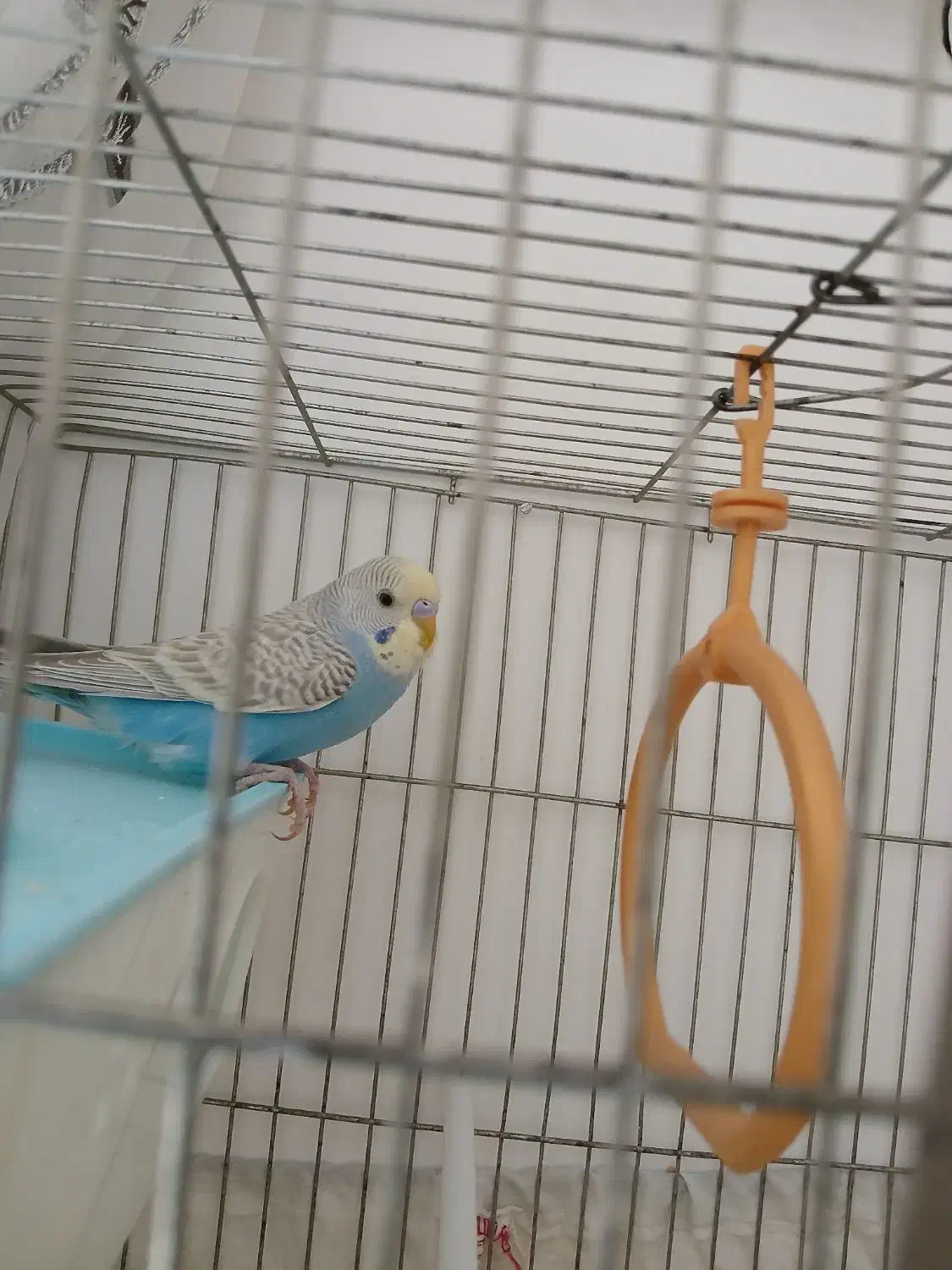 مرغ عشق نر و ماده|پرنده|سنندج, |دیوار