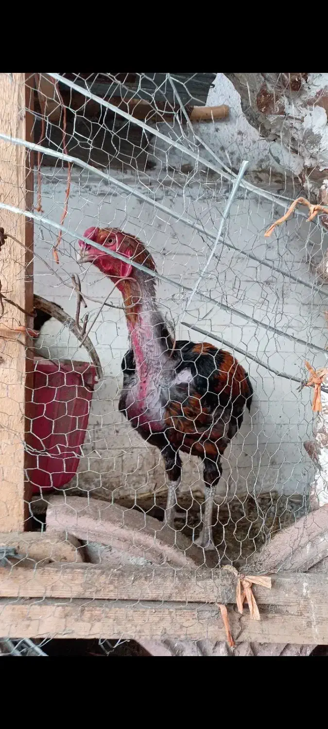 مرغ و خروس و جوجه و تخم لاری اصیل افغان|حیوانات مزرعه|قائمشهر, |دیوار