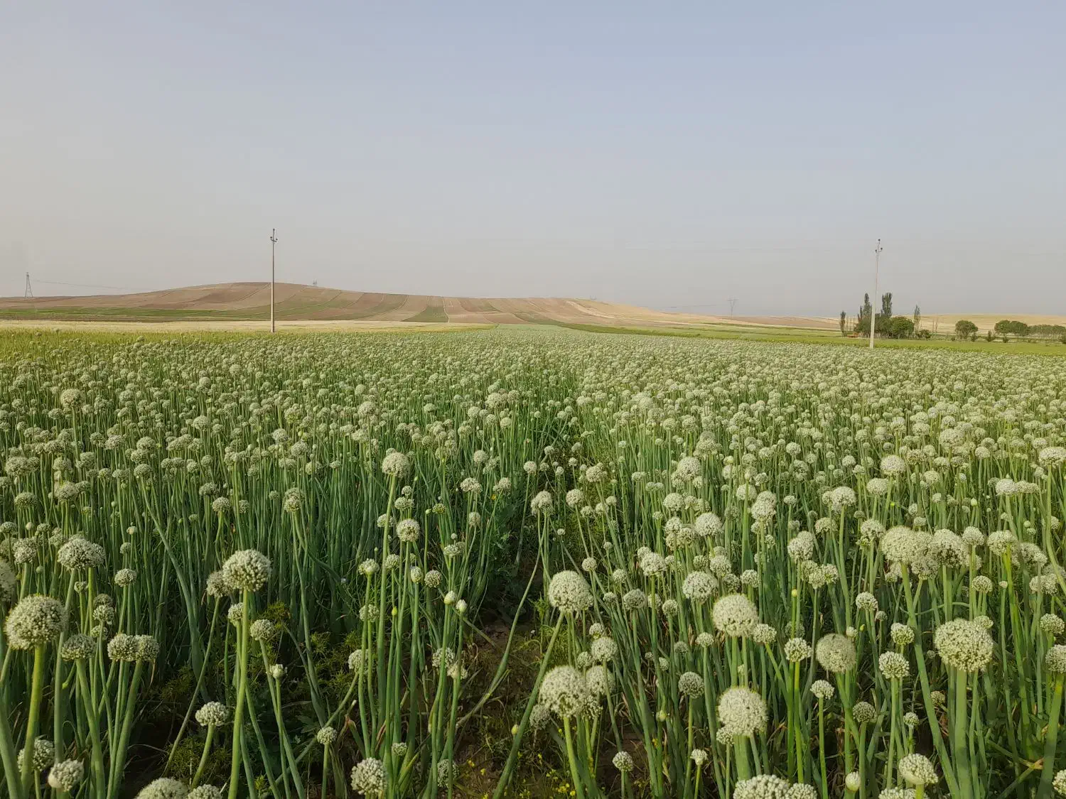 ۳۰هکتار زمین کشاورزی یک تیکه|فروش دفتر صنعتی، کشاورزی، تجاری|ماهیدشت, |دیوار