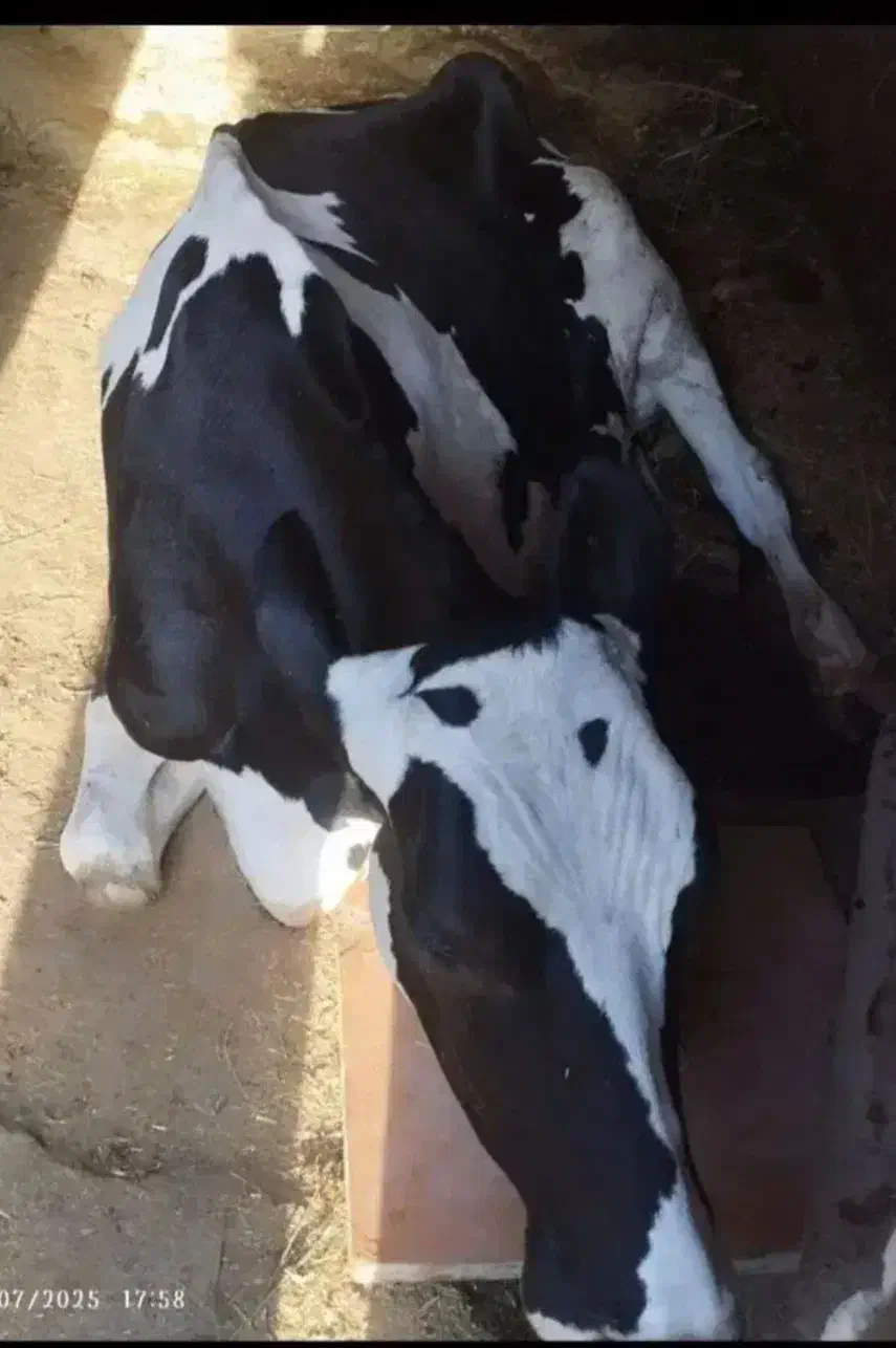 گوساله و ماده گاو حذفی|حیوانات مزرعه|دهگلان, |دیوار