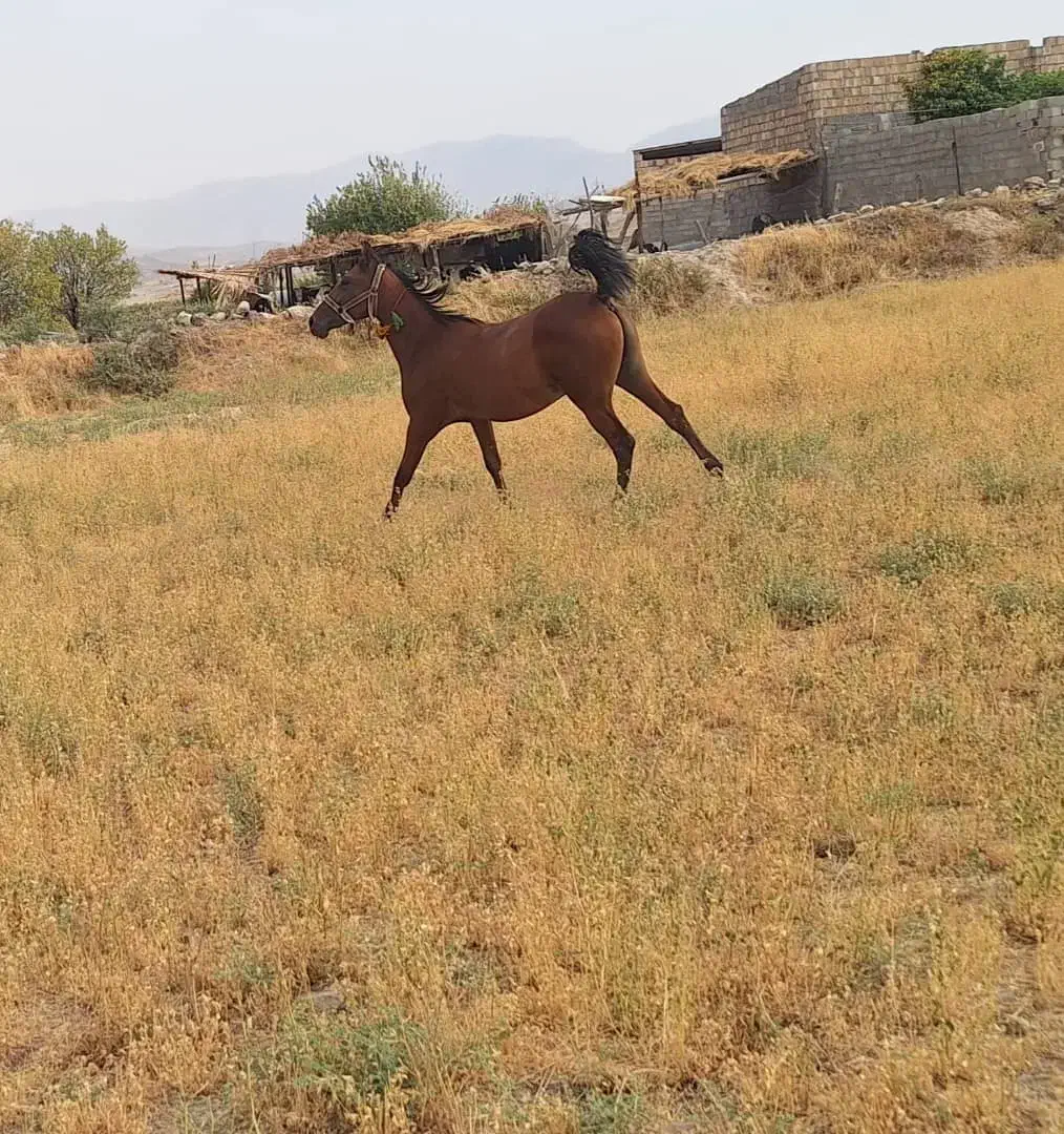 اسب|اسب و تجهیزات اسبسواری|دهدشت, |دیوار