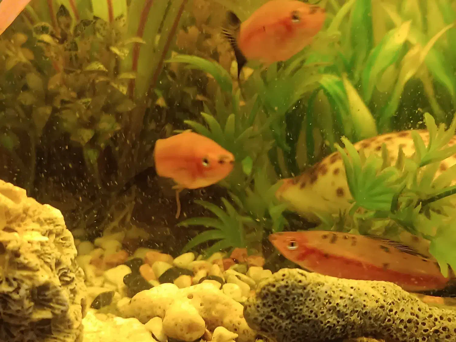 تعدادی ماهی دم شمشیری سواردتل و کت فیش با اکواریوم|ماهی|تهران, مهران|دیوار