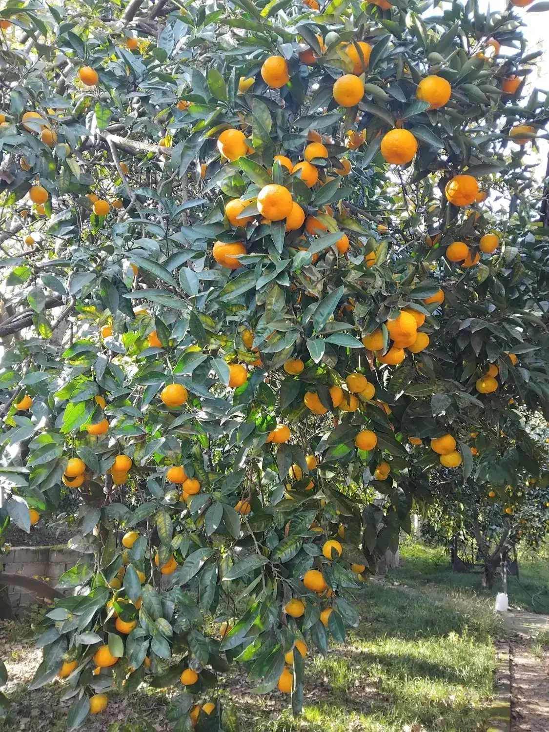 نارنگی محلی اوشو|خوردنی و آشامیدنی|شیرگاه, |دیوار