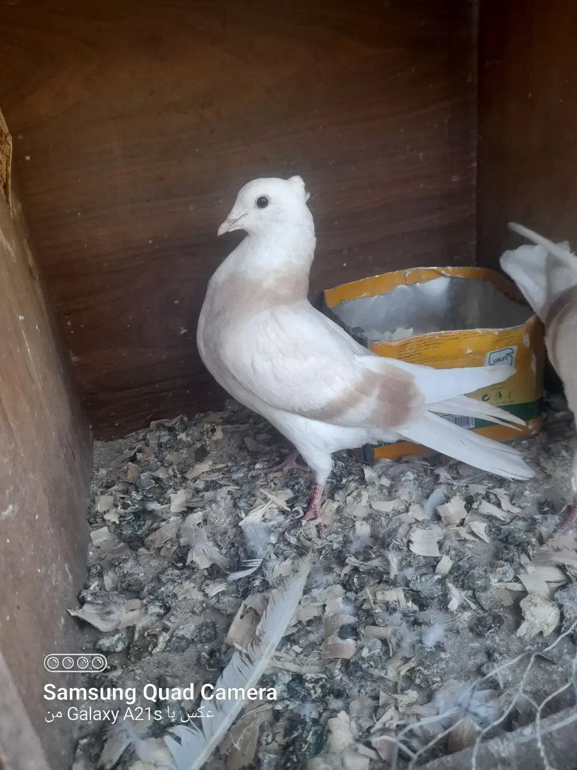 کبوتر پرشی|پرنده|بسطام, |دیوار