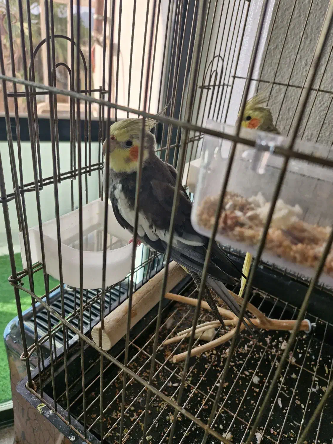 عروس هلتدی نر|پرنده|آستارا, |دیوار