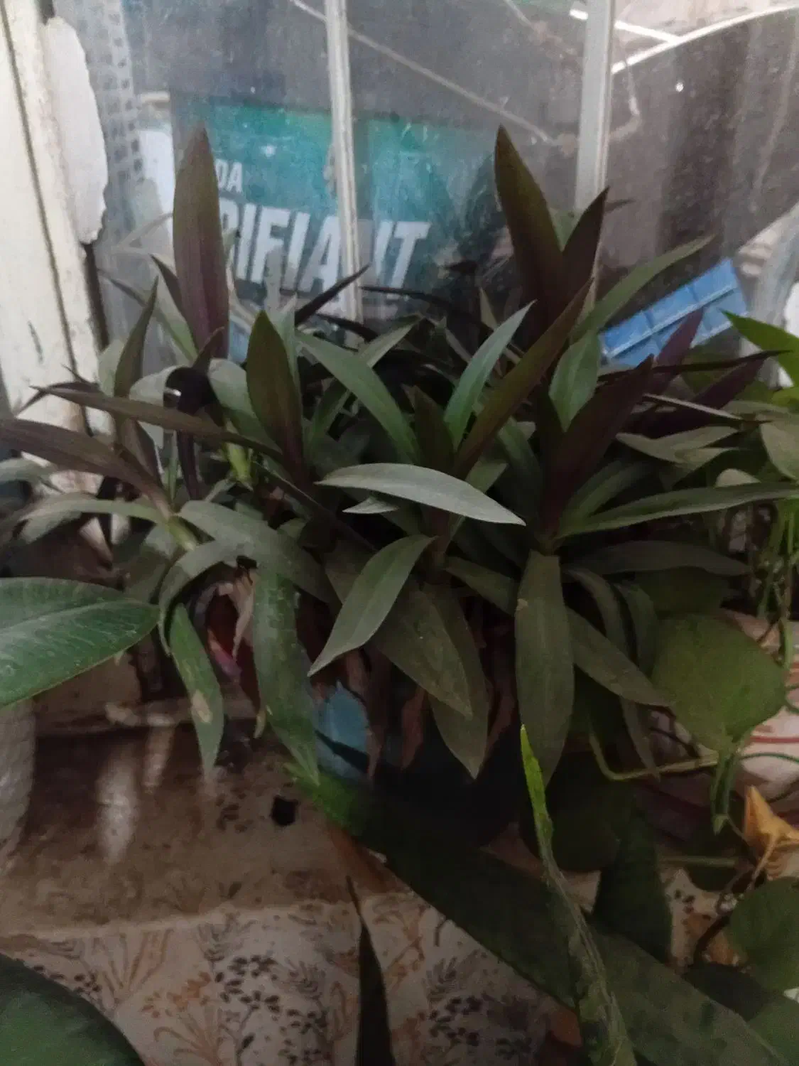 گل فروشی|گل و گیاه طبیعی|نیشابور, ده حلاج|دیوار