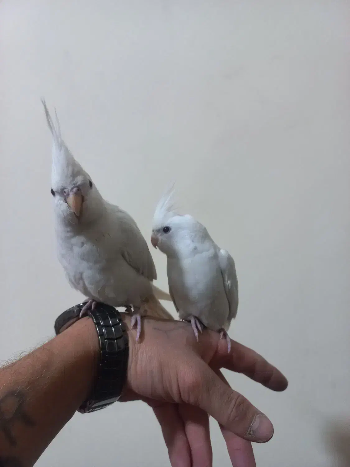 سلام یک تا عروس هلندی نر قیمت ۱۳۰۰۰۰۰|پرنده|پردیس, فاز ۱۱|دیوار