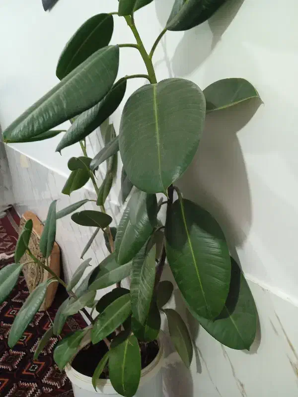 گل زیبا|گل و گیاه طبیعی|مشهد, کوی سیدی|دیوار