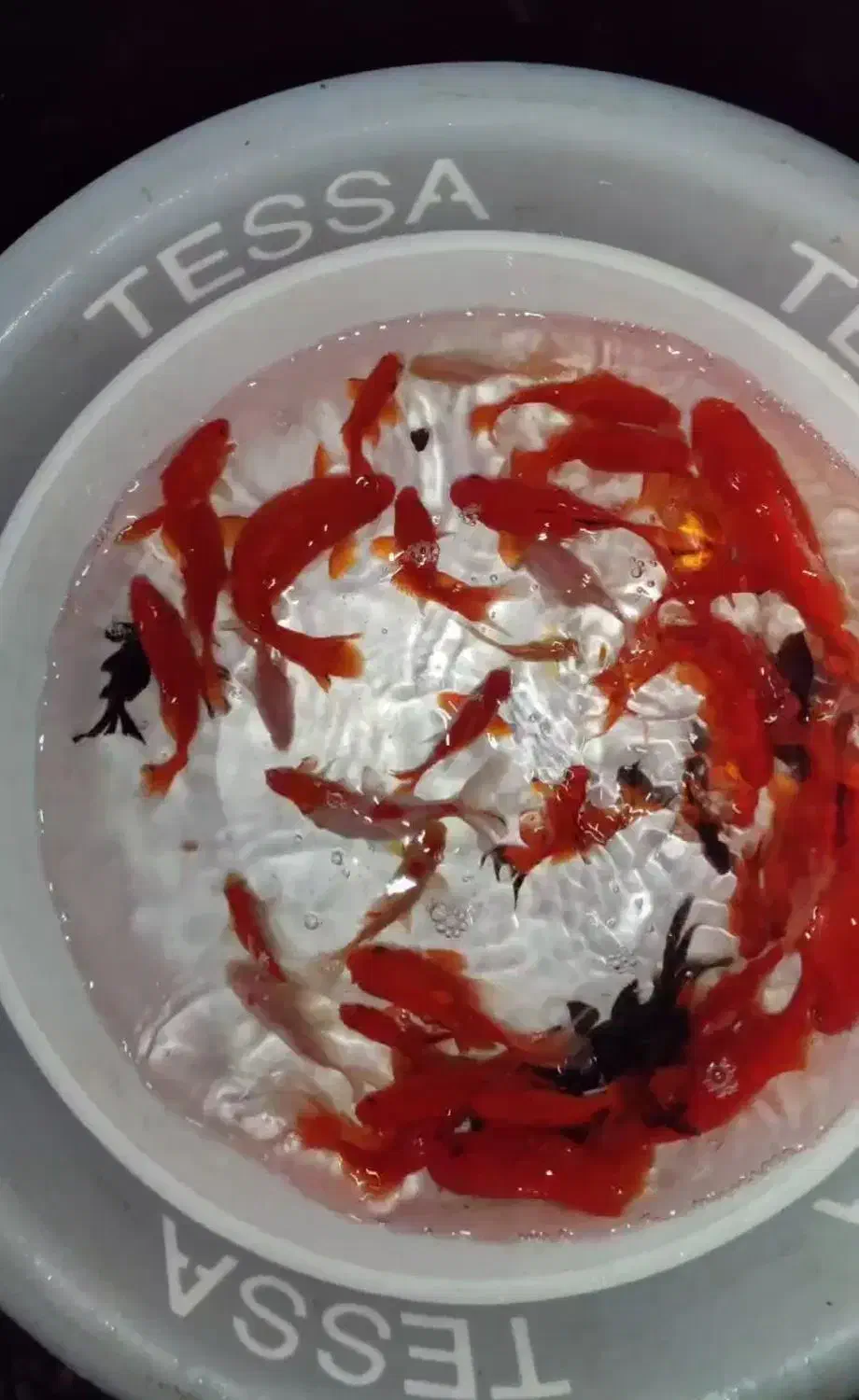 ماهی قرمز|ماهی|خلخال, |دیوار