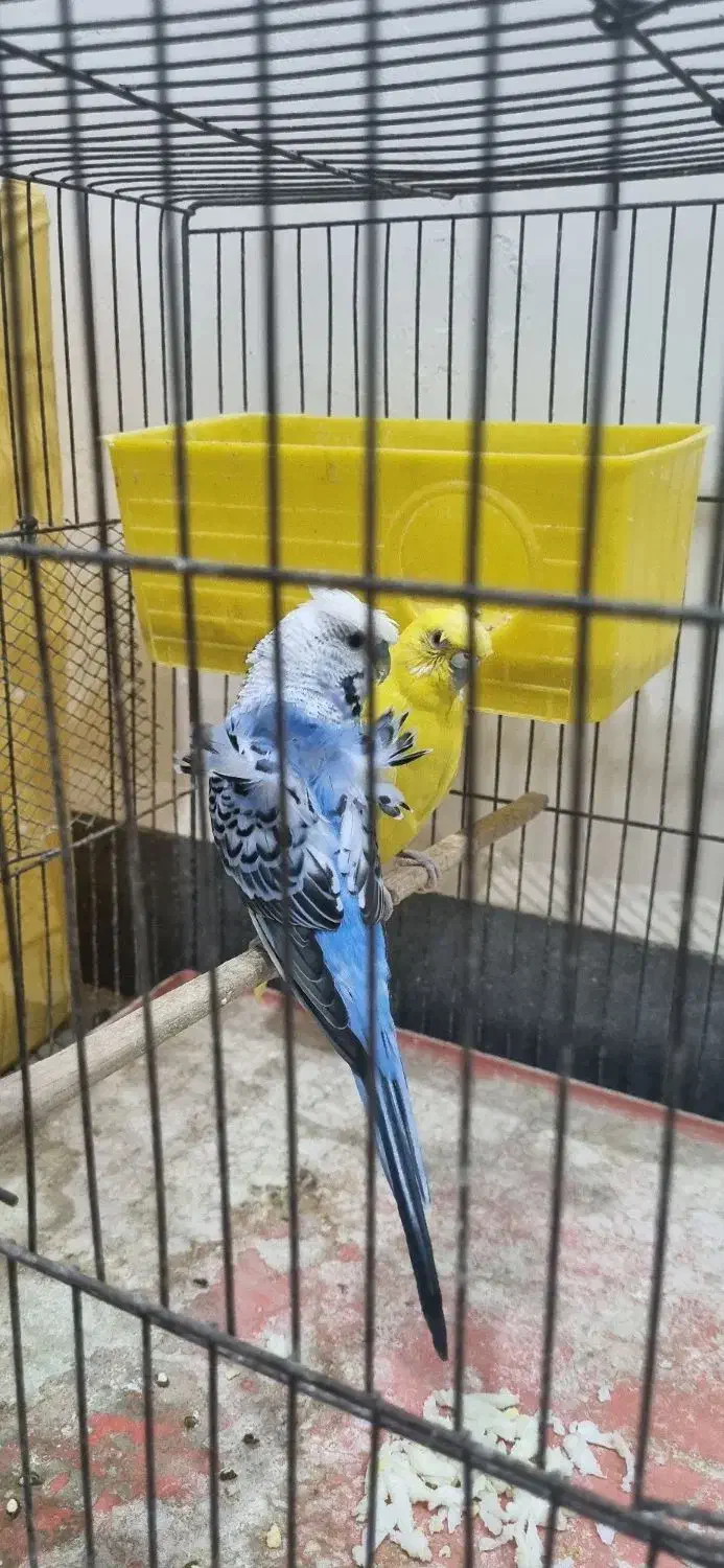 مرغ عشق پروانه ای مولد با۴جوجه|پرنده|اندیمشک, |دیوار