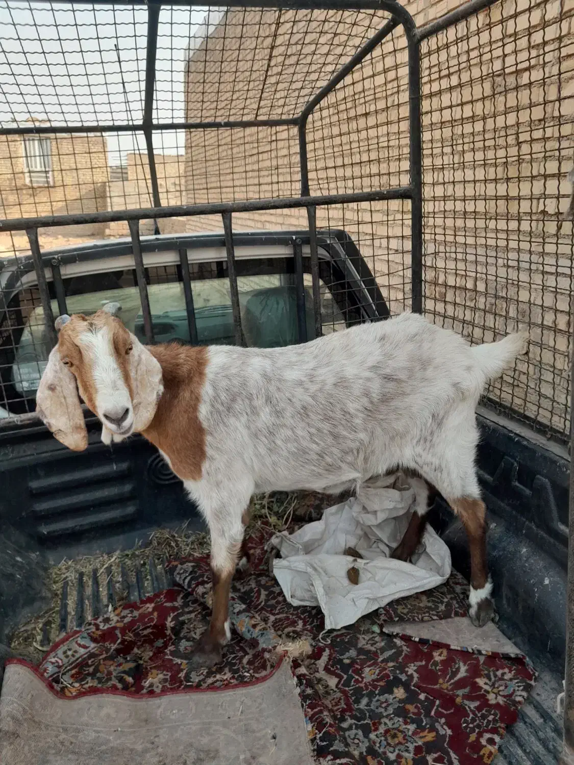 حمیدیه|حیوانات مزرعه|حمیدیه, |دیوار