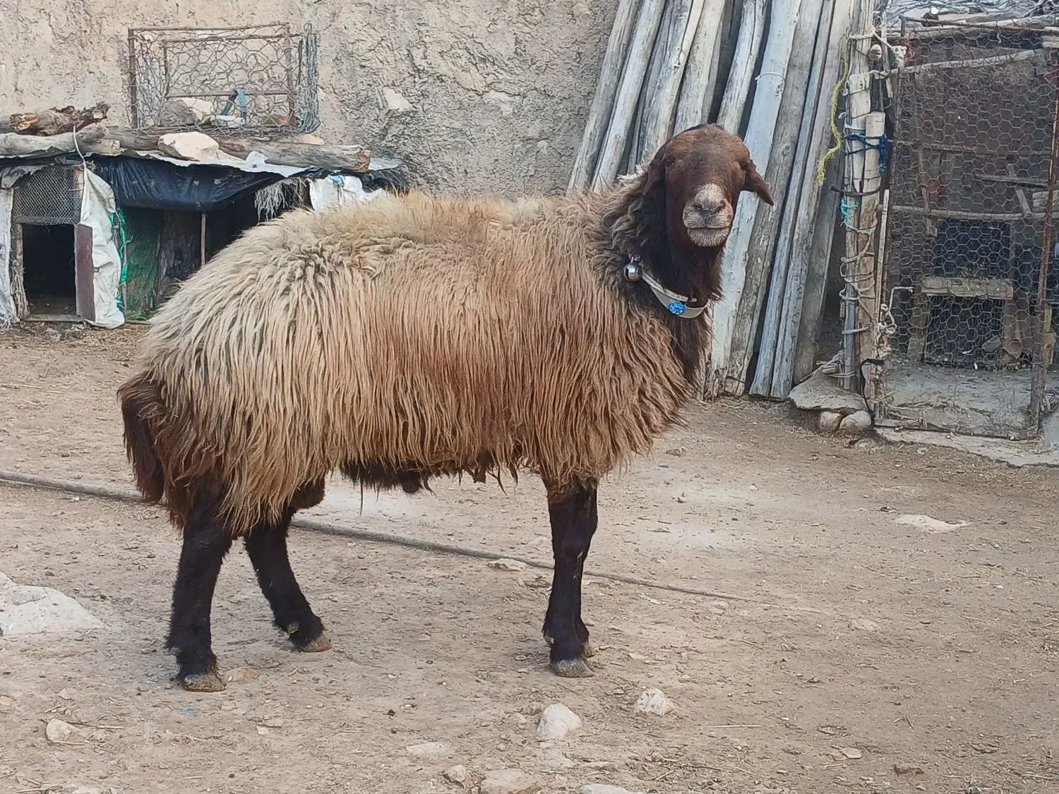 به فروش می‌رسد|حیوانات مزرعه|زاگرس, |دیوار