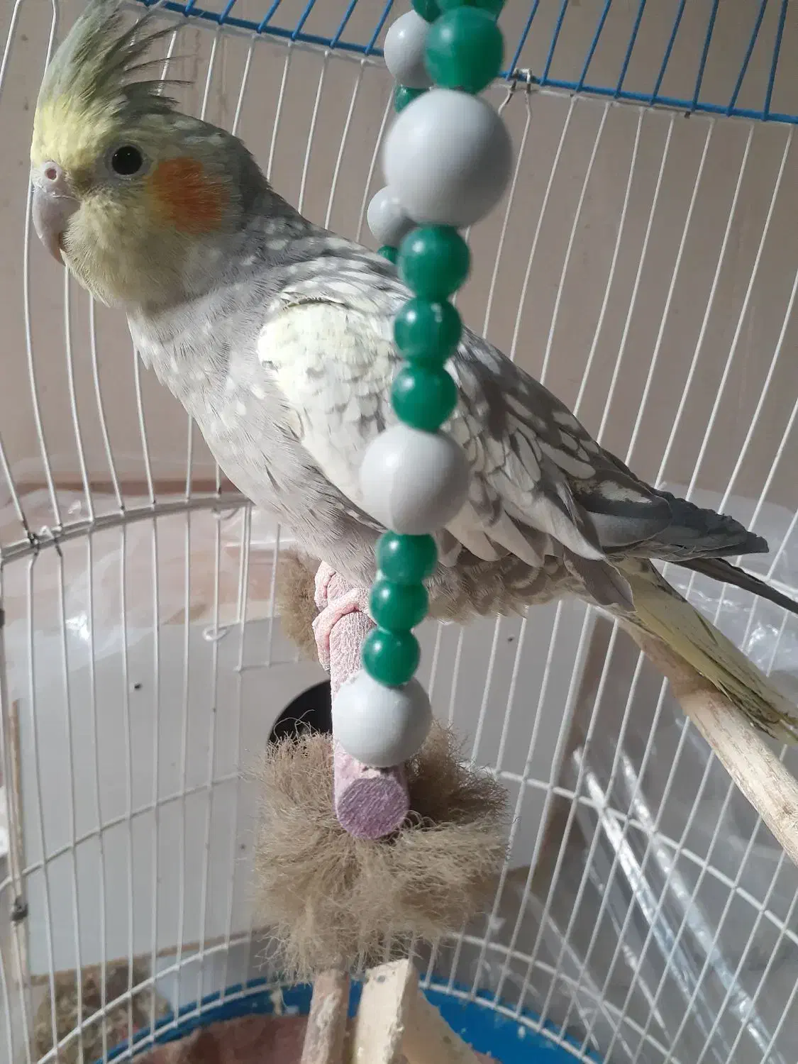 عروس هلندی خوشگل و اهلی|پرنده|مراغه, |دیوار