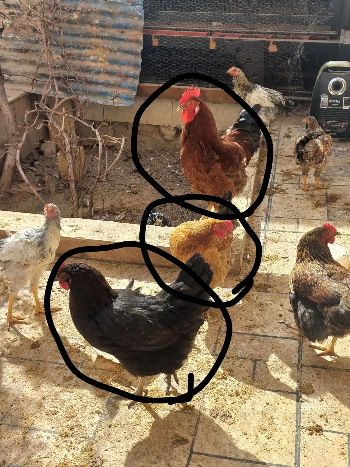 مرغ وخروس|حیوانات مزرعه|رباطکریم, رباطکریم|دیوار