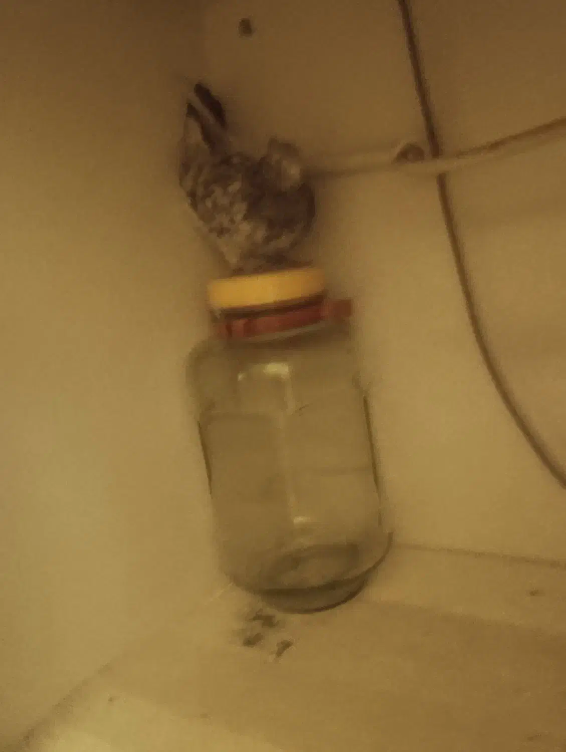 سرور زرد|پرنده|تهران, سهروردی|دیوار