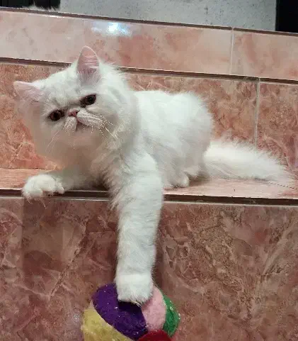 گربه پرشین|گربه|رشت, منظریه|دیوار