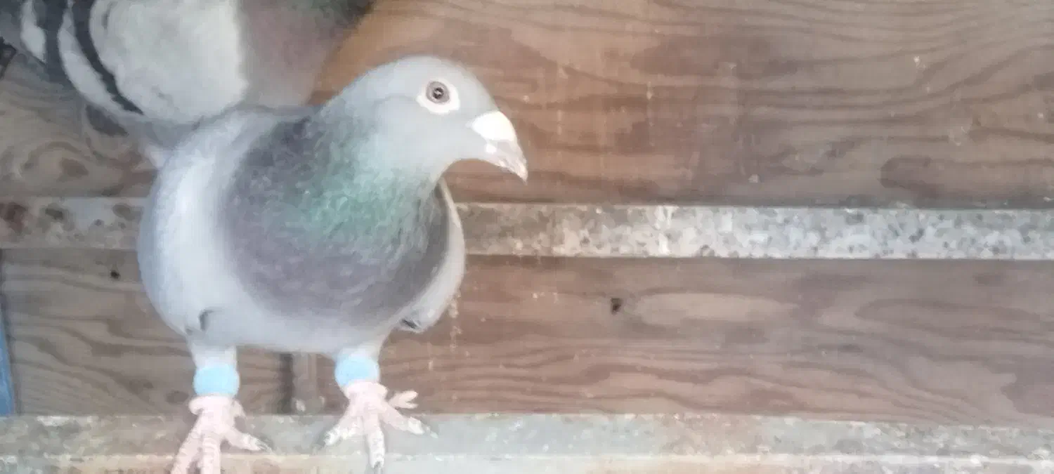 ۳ کفتر پلاکی|پرنده|خرم بید, |دیوار