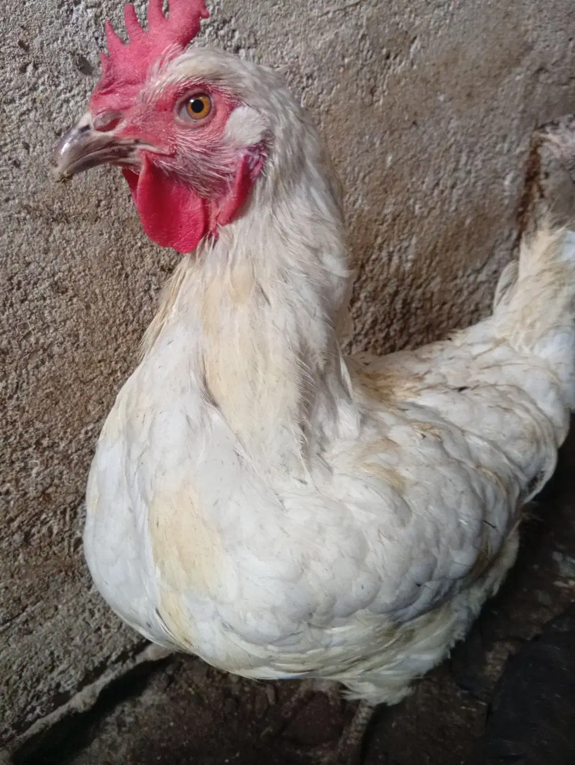 مرغ محلی|حیوانات مزرعه|نیشابور, رحمت آباد|دیوار