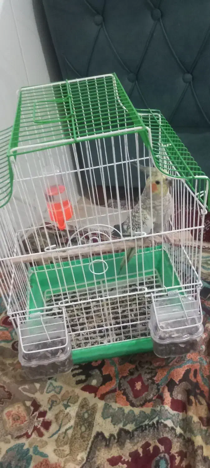 عروس هلندی|پرنده|گالیکش, |دیوار