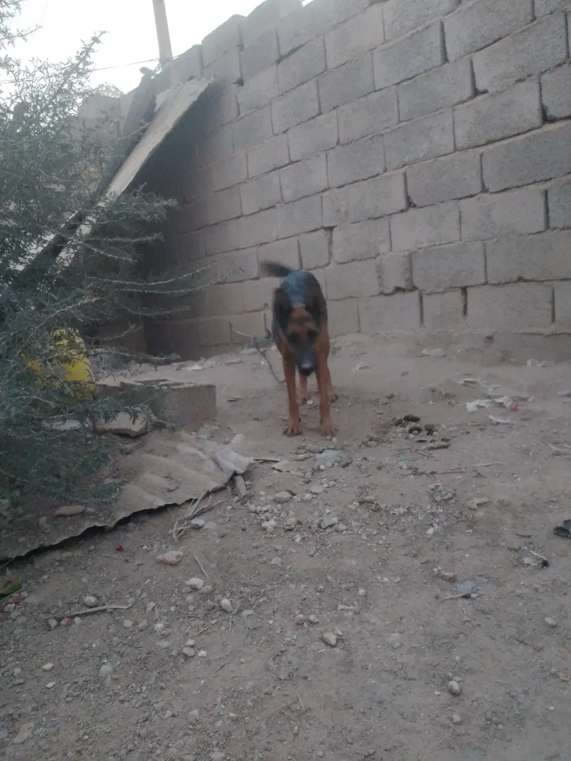 سگ فروشی|سگ|ایرانشهر, |دیوار