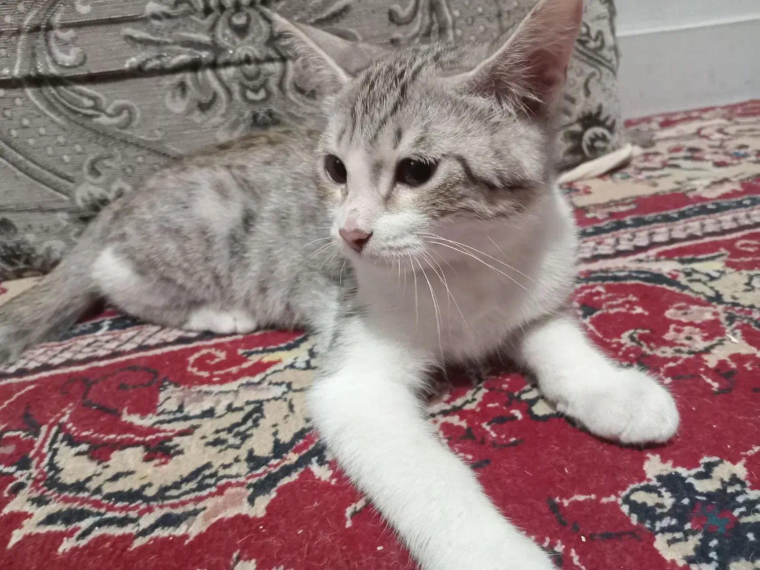 بچه گربه توضیحات بخوانید|گربه|بندر کنگان, |دیوار