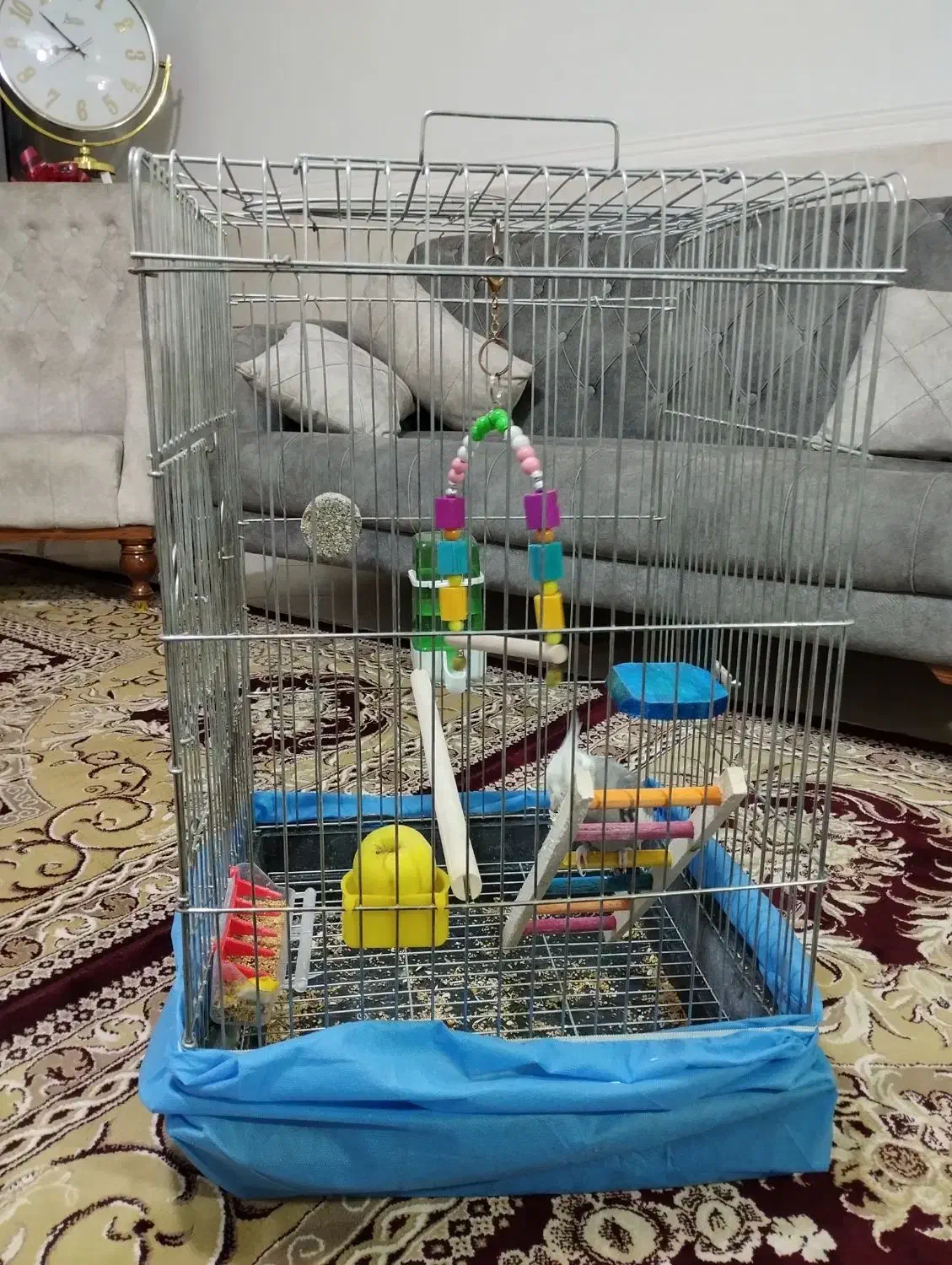 پرنده|پرنده|اشتهارد, |دیوار