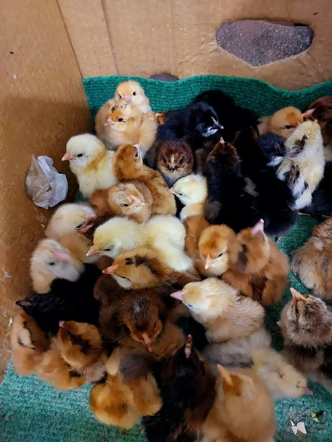 جوجه محلی تمیز سرحال با قیمت مناسب|حیوانات مزرعه|فریدون‌کنار, |دیوار