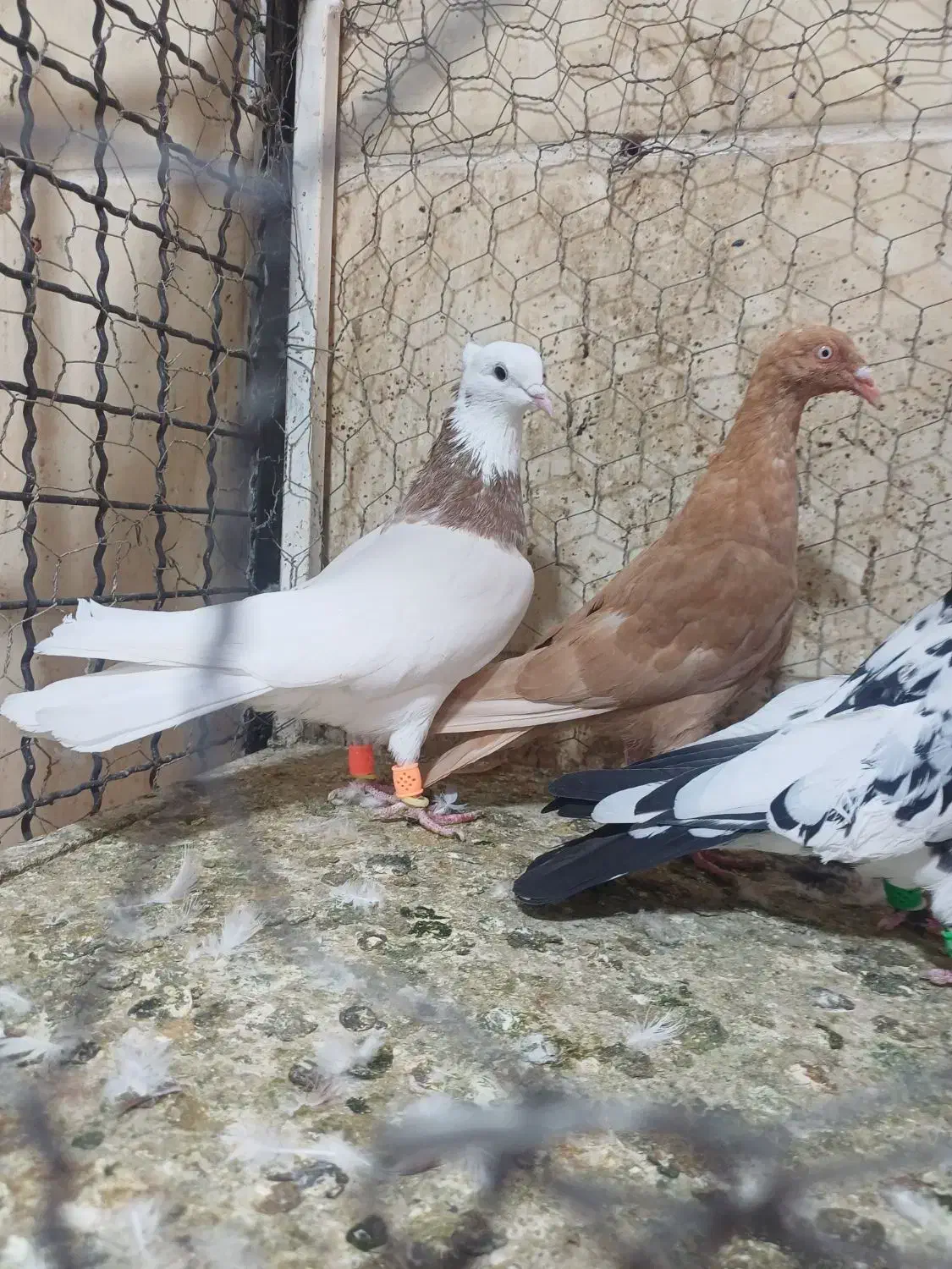 کفتر پرنده کبوتر|پرنده|اقبالیه, |دیوار