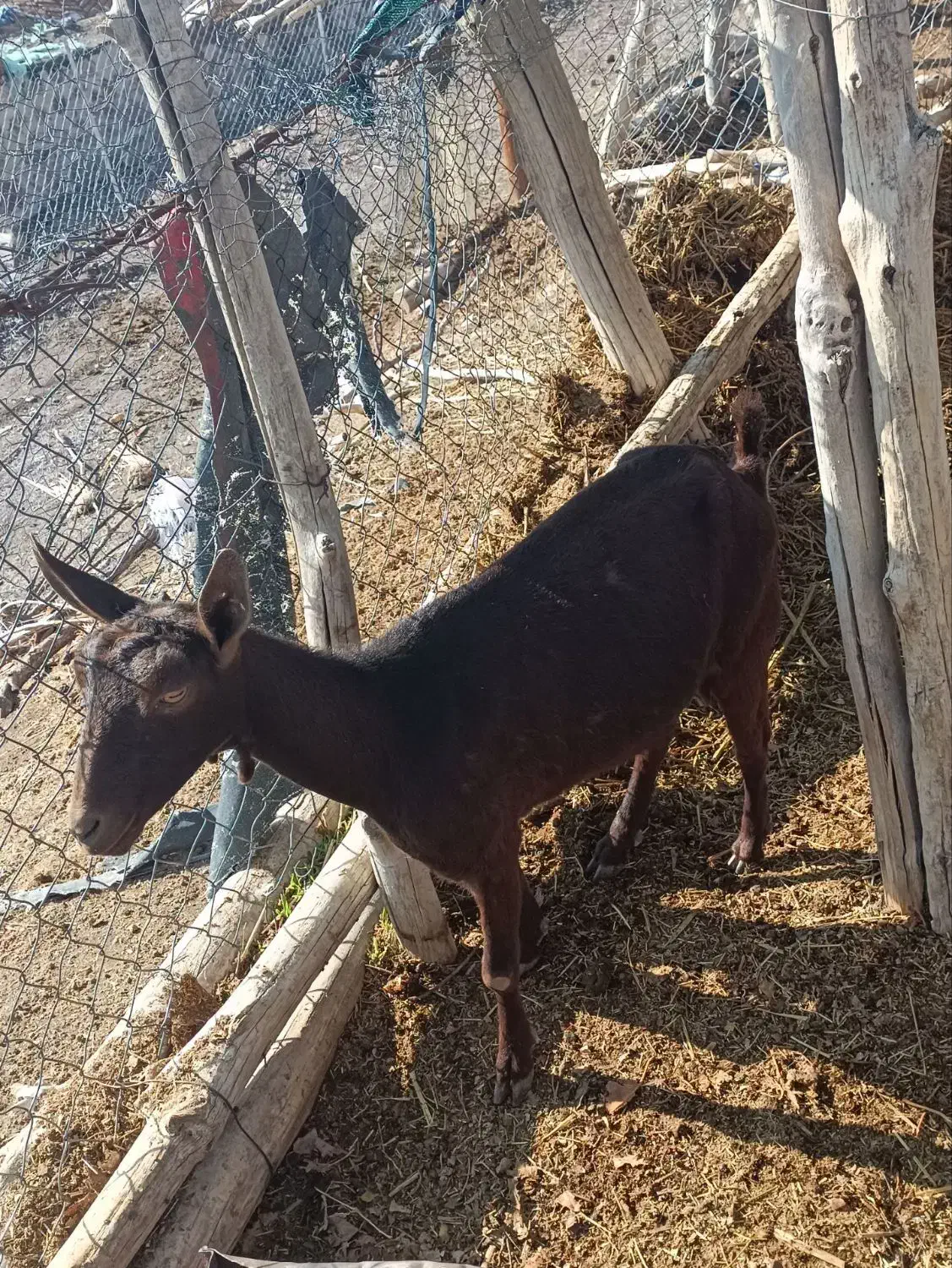 بز مورسیا|حیوانات مزرعه|جیرفت, |دیوار