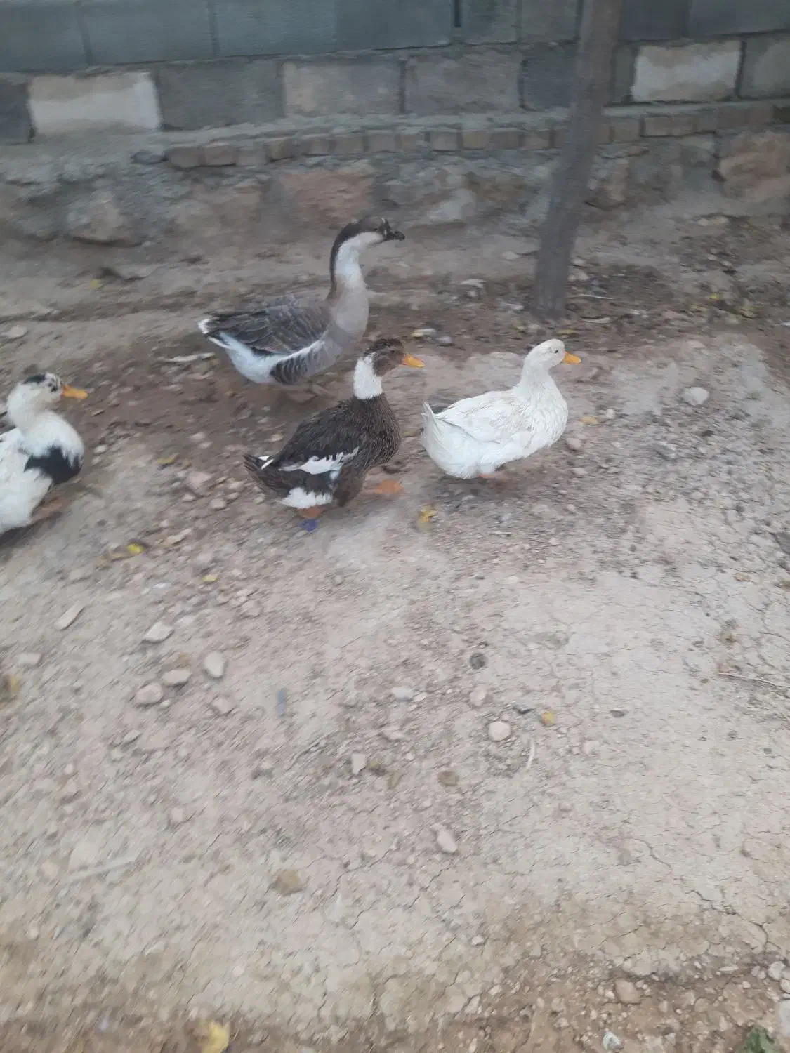 اردک و غاز|حیوانات مزرعه|سرپل ذهاب, |دیوار