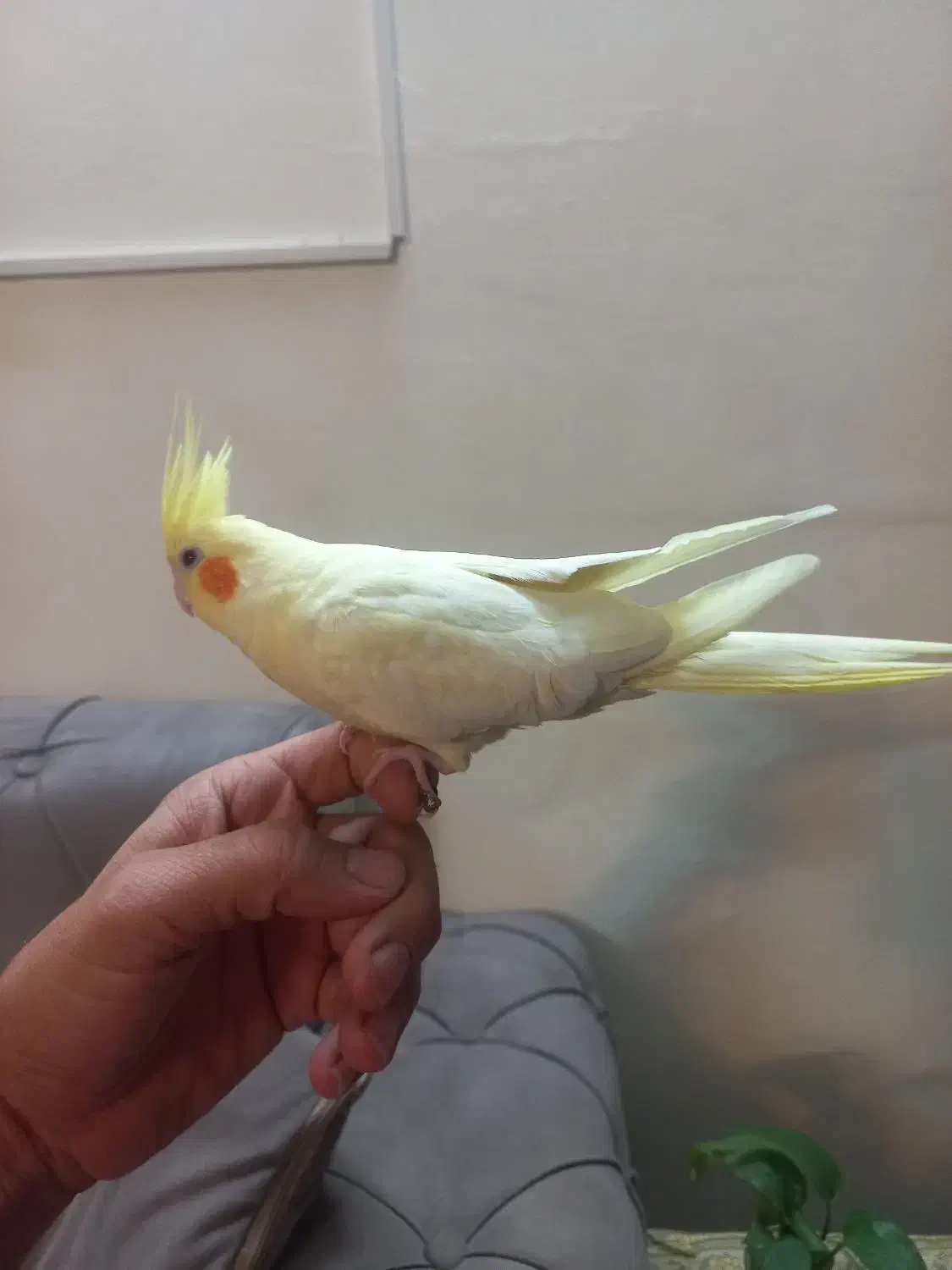 عروس هلندی|پرنده|تهران, دانشگاه شریف|دیوار