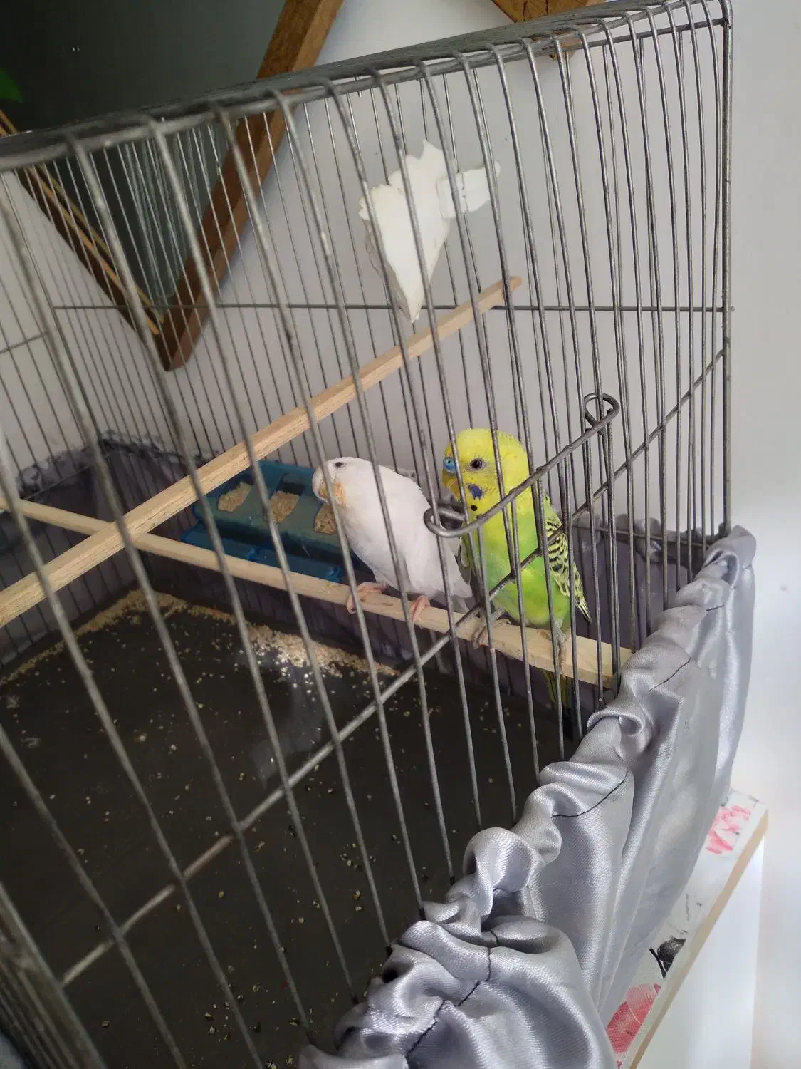 مرغ عشق|پرنده|کوهدشت, |دیوار