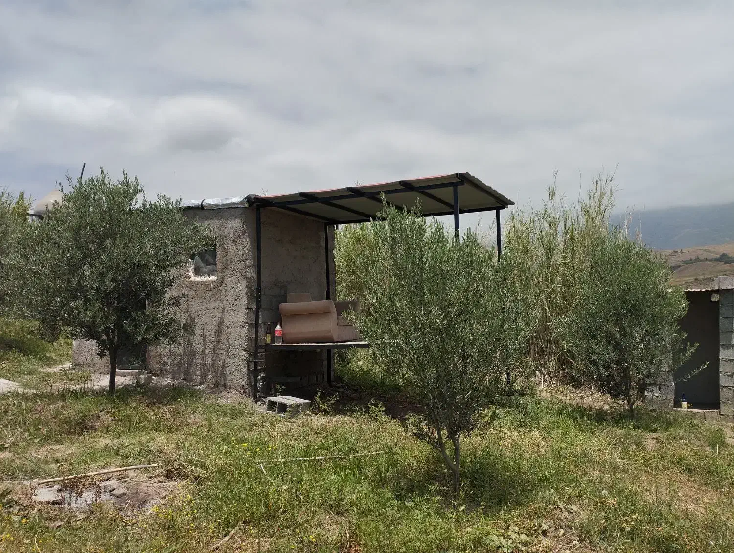 فروش باغ زیتون باسند|فروش زمین و ملک کلنگی|لوشان, |دیوار