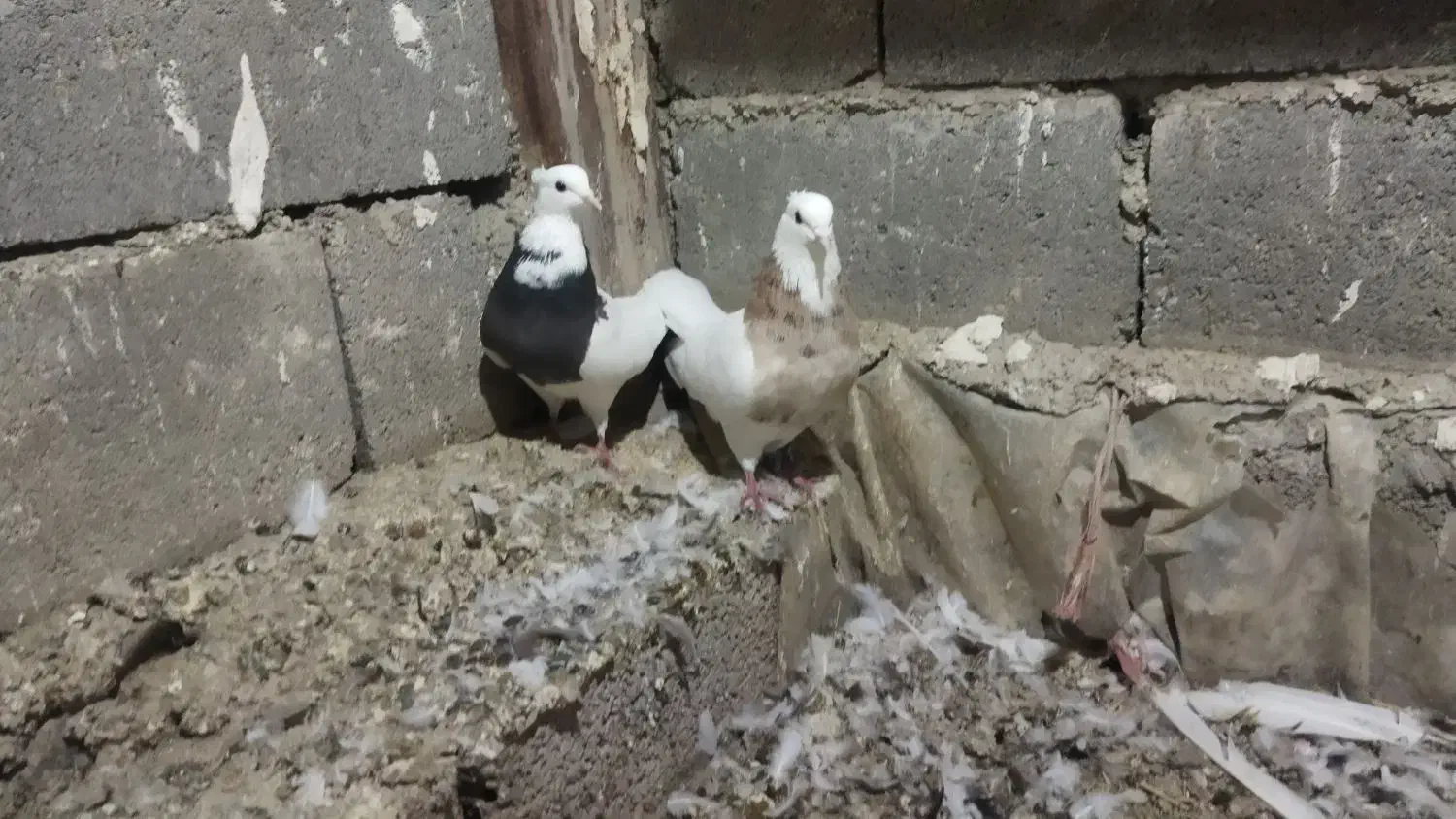 انواع کبوتر فروشی|پرنده|بستان آباد, |دیوار