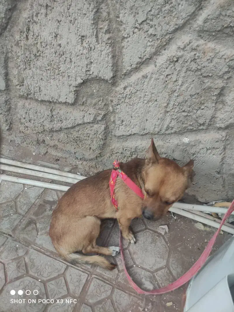 سگ شیواوا|سگ|کرمان, |دیوار