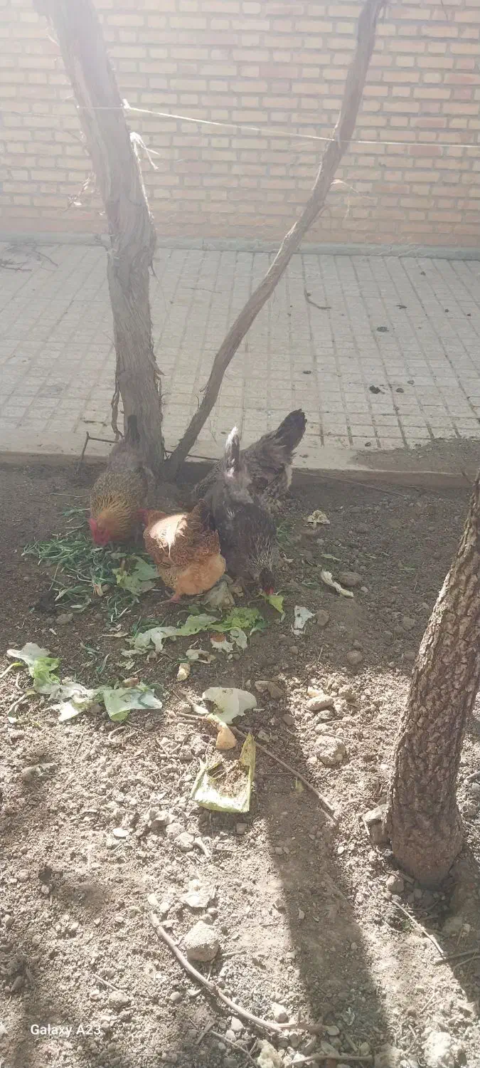 4عدد مرغ 2ساله|حیوانات مزرعه|تیران, |دیوار