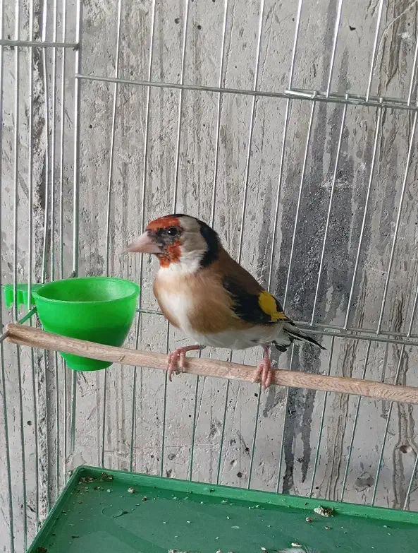 سهره دهن باغی قدیم|پرنده|قروه, |دیوار