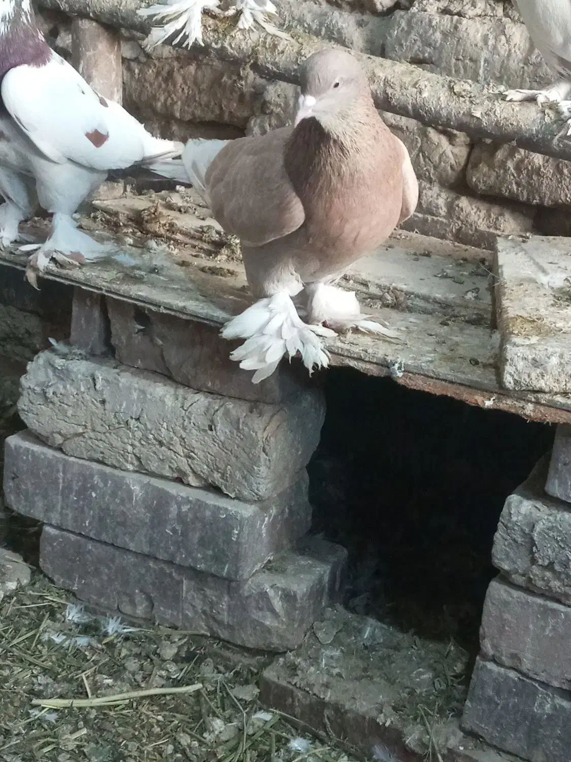 سسلی|پرنده|ارومیه, |دیوار