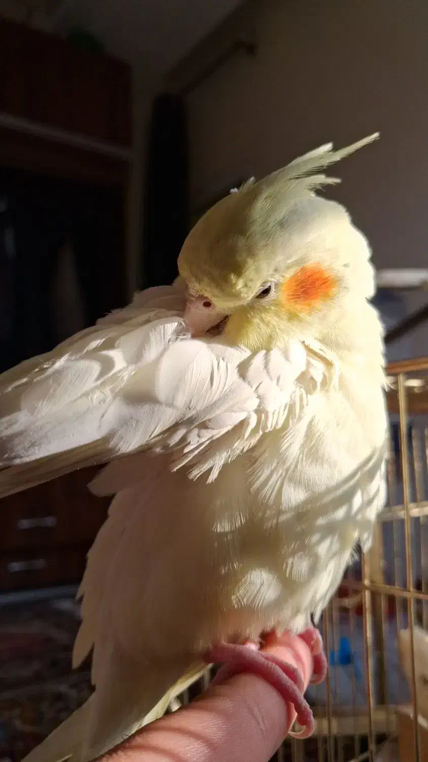 عروس هلندی ماده لوتینو|پرنده|تهران, شهرک نفت|دیوار