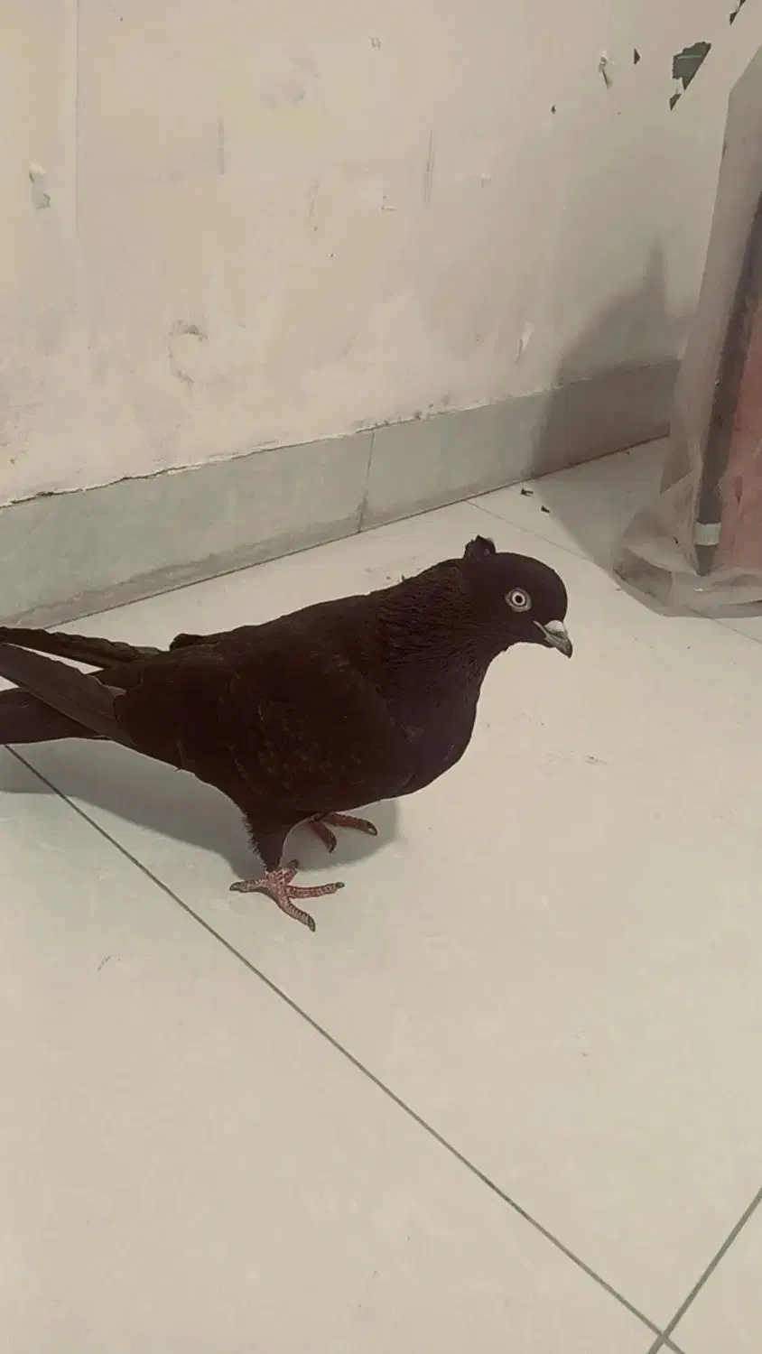 زاغ خاصا قزقین|پرنده|ایلخچی, |دیوار