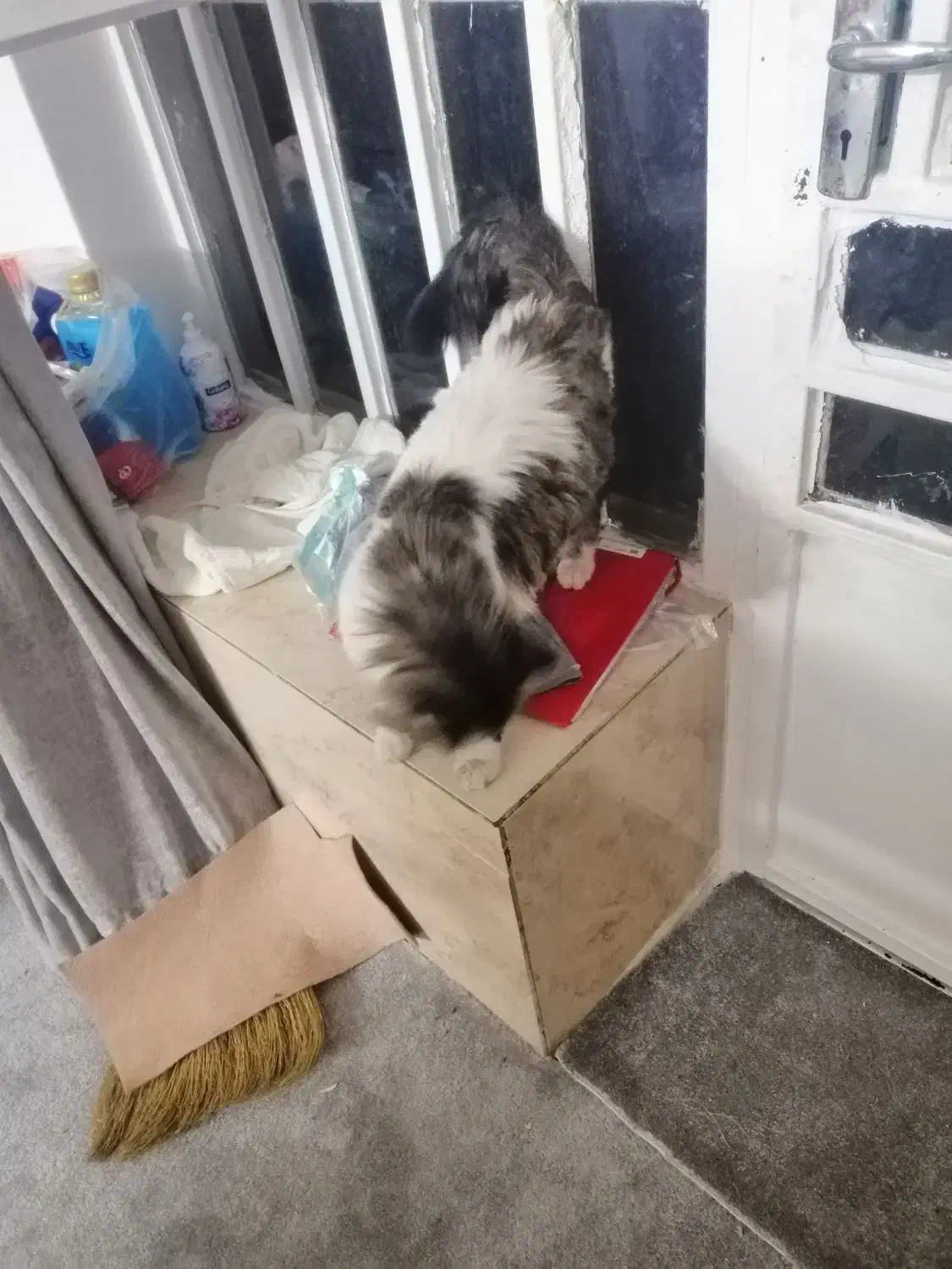 گربه دست اموز|گربه|کازرون, |دیوار