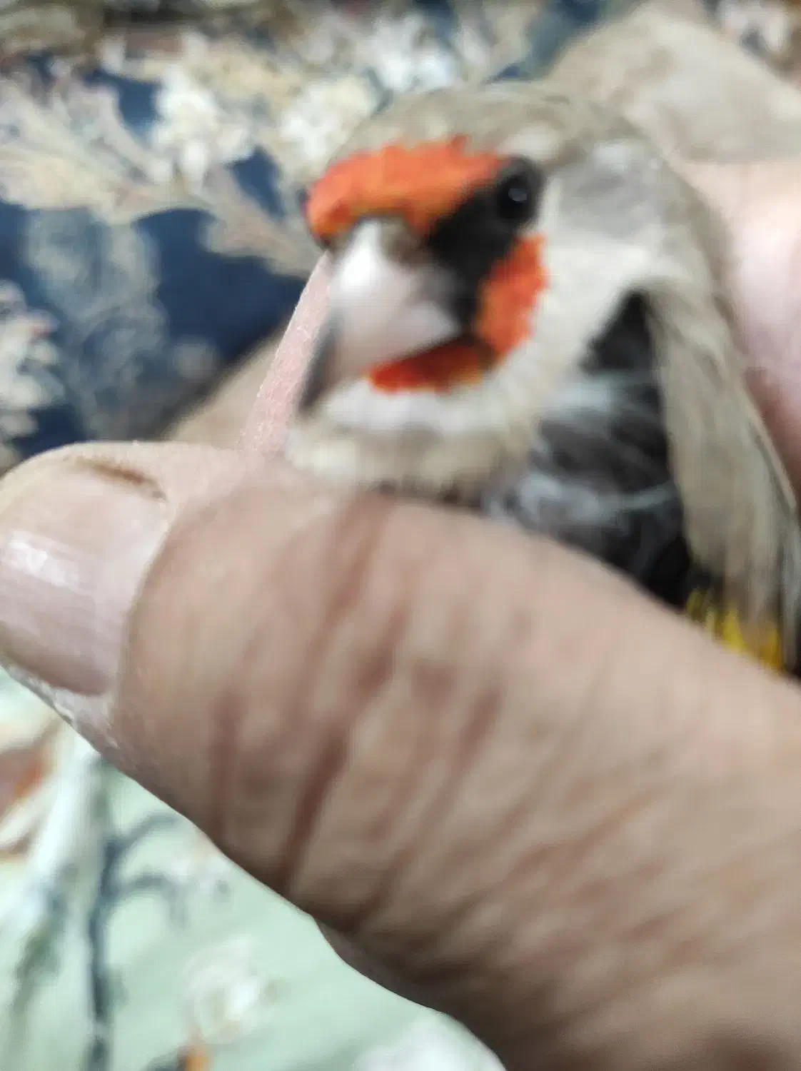 سره کرمانی یک وجبی|پرنده|تهران, زیبادشت|دیوار